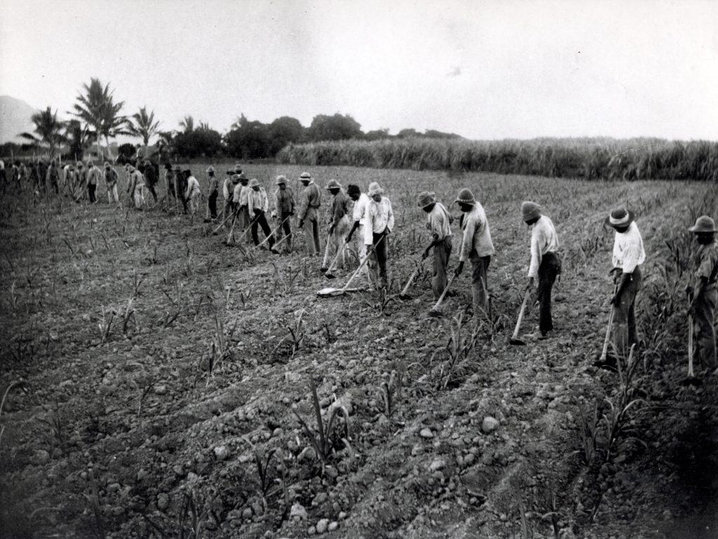 Indentured Labourers