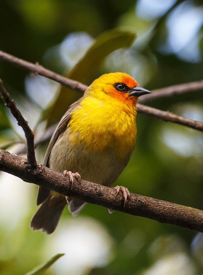 Birds
